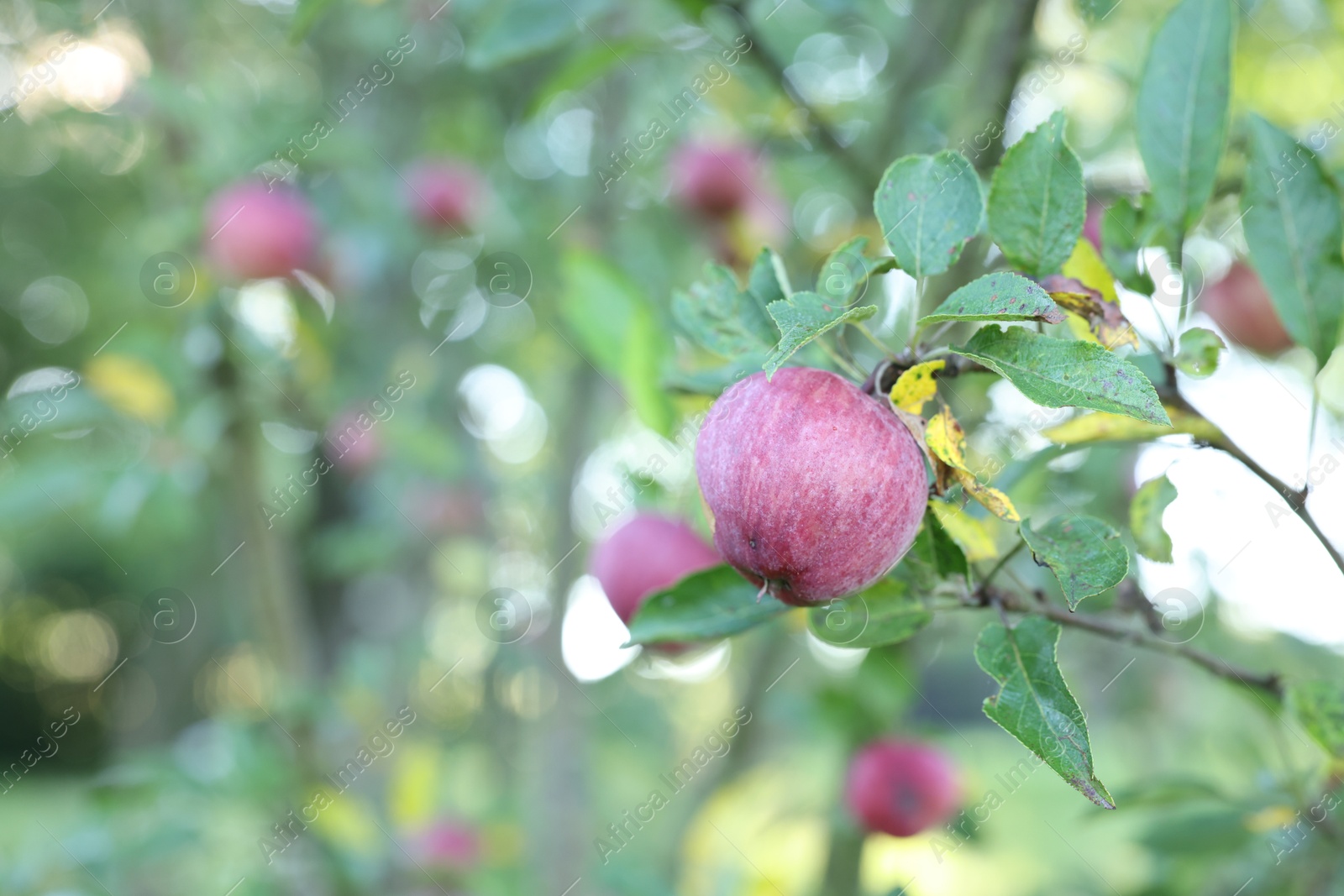Fresh ripe apples on tree in garden, closeup Photo of Fresh ripe apples on tree in garden, closeup