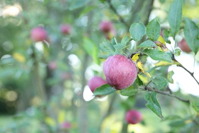 Photo of Fresh ripe apples on tree in garden, closeup