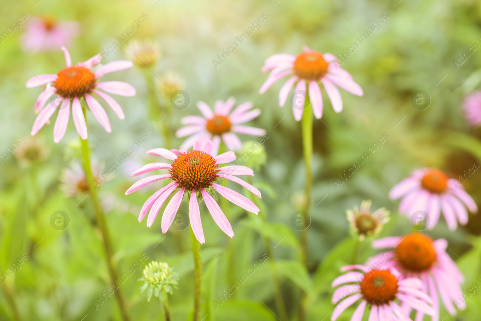 Beautiful pink Echinacea flowers blooming outdoors, closeup Photo of Beautiful pink Echinacea flowers blooming outdoors, closeup