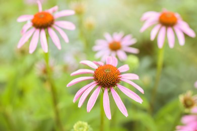 Photo of Beautiful pink Echinacea flowers blooming outdoors, closeup