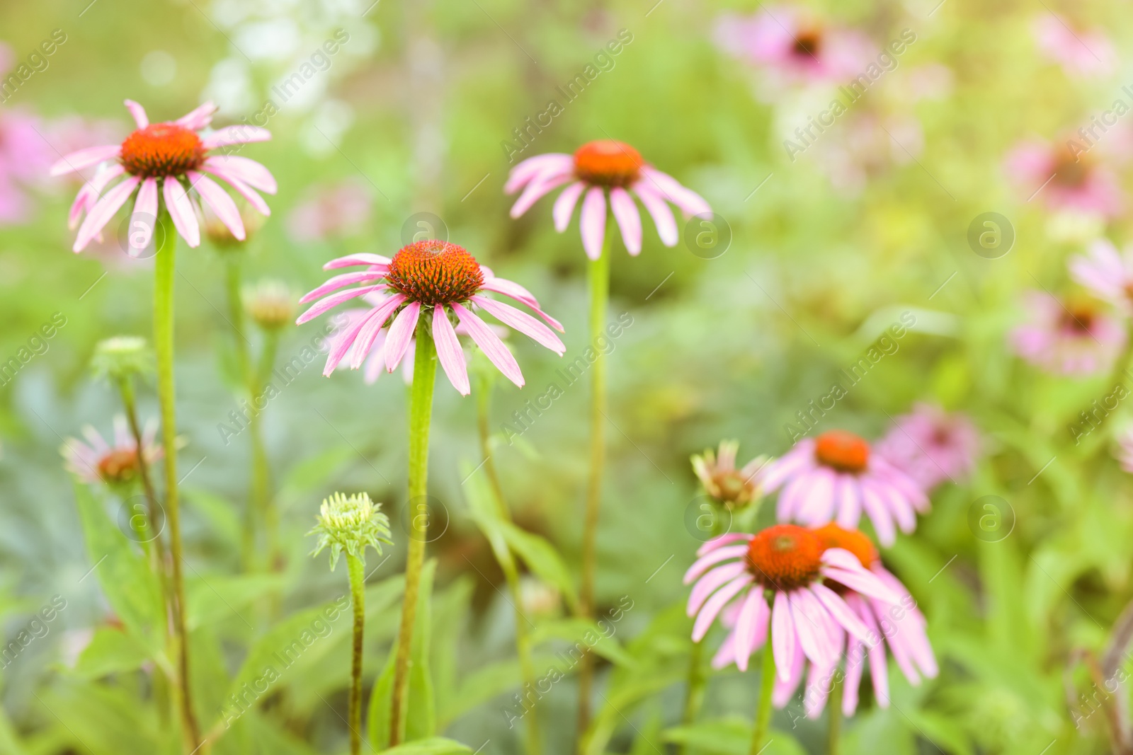 Beautiful pink Echinacea flowers blooming outdoors, closeup Photo of Beautiful pink Echinacea flowers blooming outdoors, closeup