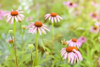 Photo of Beautiful pink Echinacea flowers blooming outdoors, closeup
