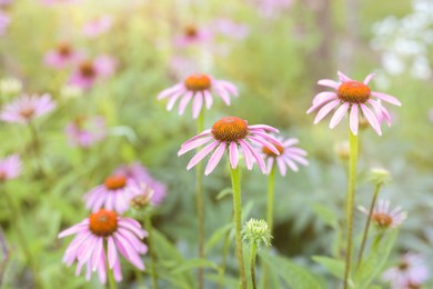 Photo of Beautiful pink Echinacea flowers blooming outdoors, closeup