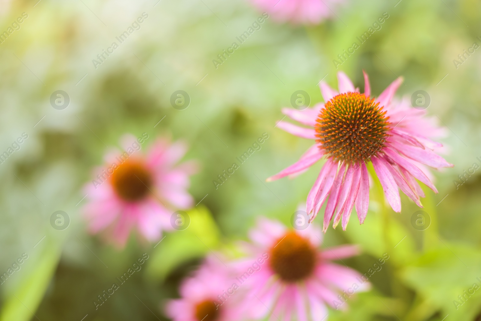 Beautiful pink Echinacea flowers blooming outdoors, closeup Photo of Beautiful pink Echinacea flowers blooming outdoors, closeup