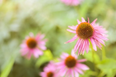 Photo of Beautiful pink Echinacea flowers blooming outdoors, closeup
