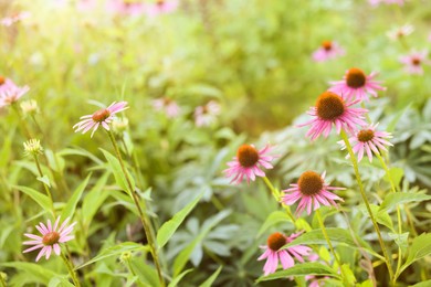 Photo of Beautiful pink Echinacea flowers blooming outdoors, closeup