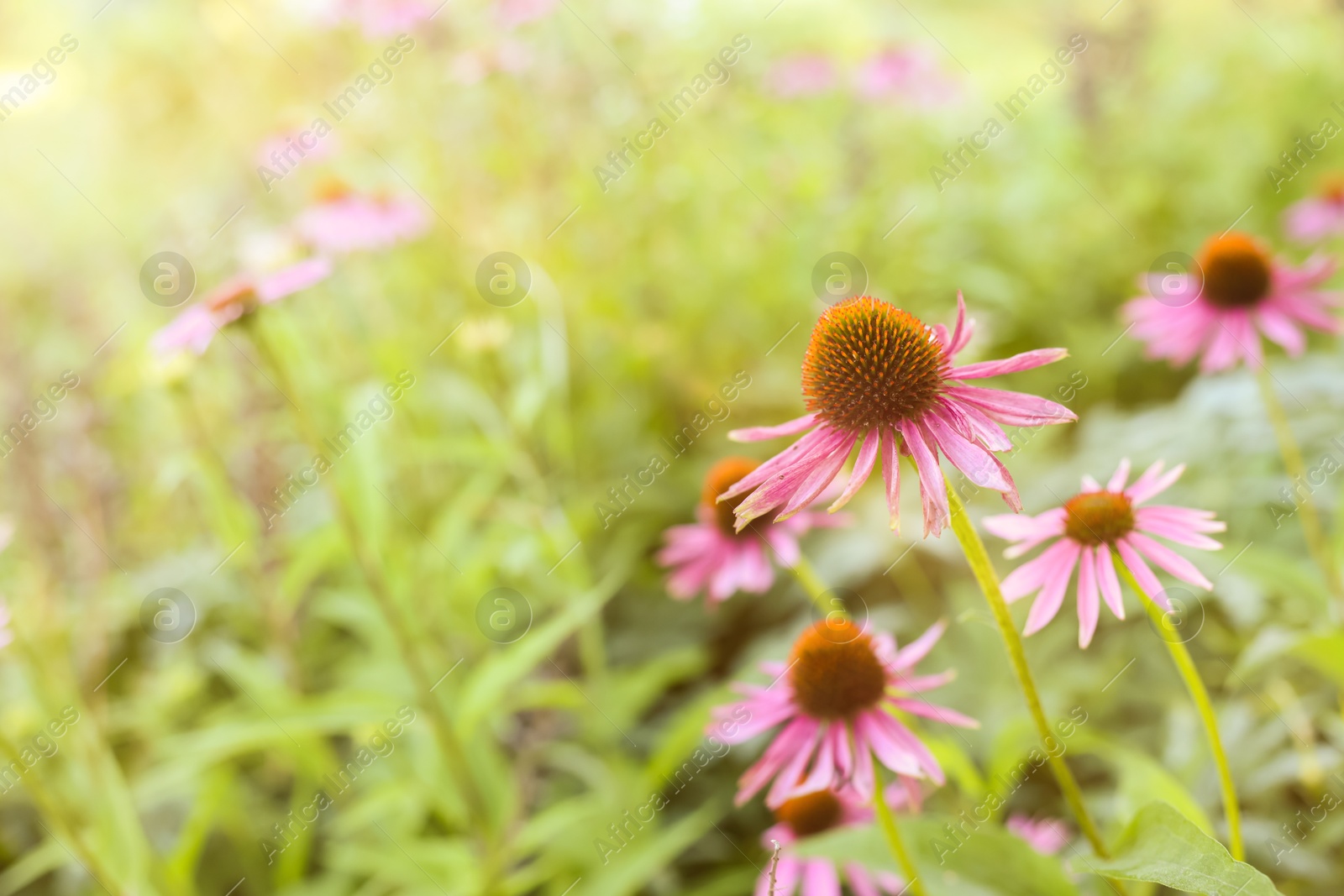 Beautiful pink Echinacea flowers blooming outdoors, closeup Photo of Beautiful pink Echinacea flowers blooming outdoors, closeup