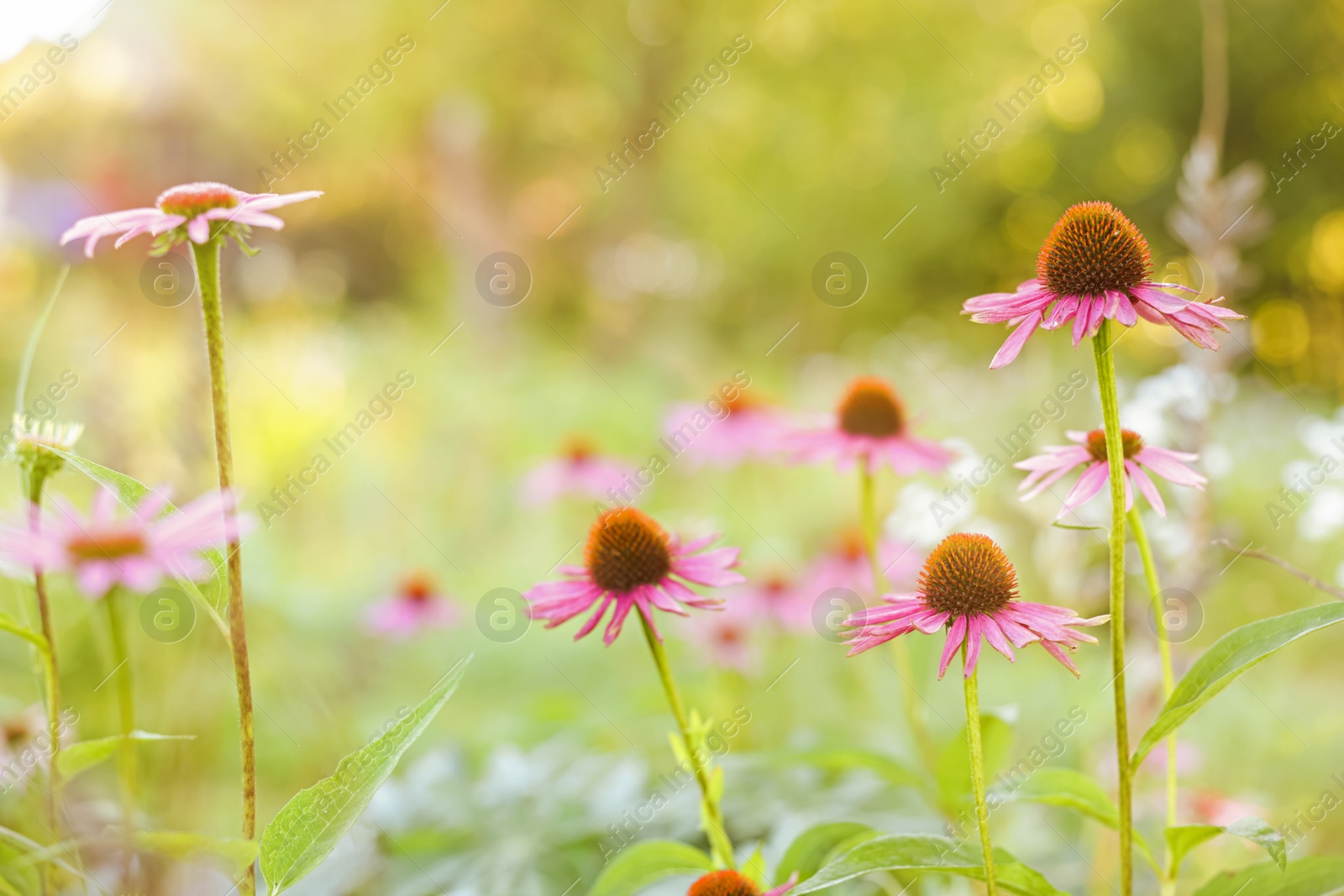 Beautiful pink Echinacea flowers blooming outdoors, closeup Photo of Beautiful pink Echinacea flowers blooming outdoors, closeup