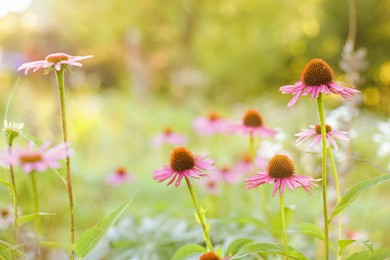 Photo of Beautiful pink Echinacea flowers blooming outdoors, closeup