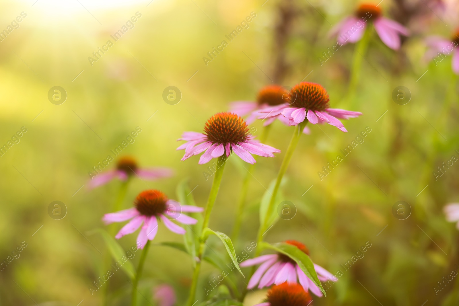 Beautiful pink Echinacea flowers blooming outdoors, closeup Photo of Beautiful pink Echinacea flowers blooming outdoors, closeup