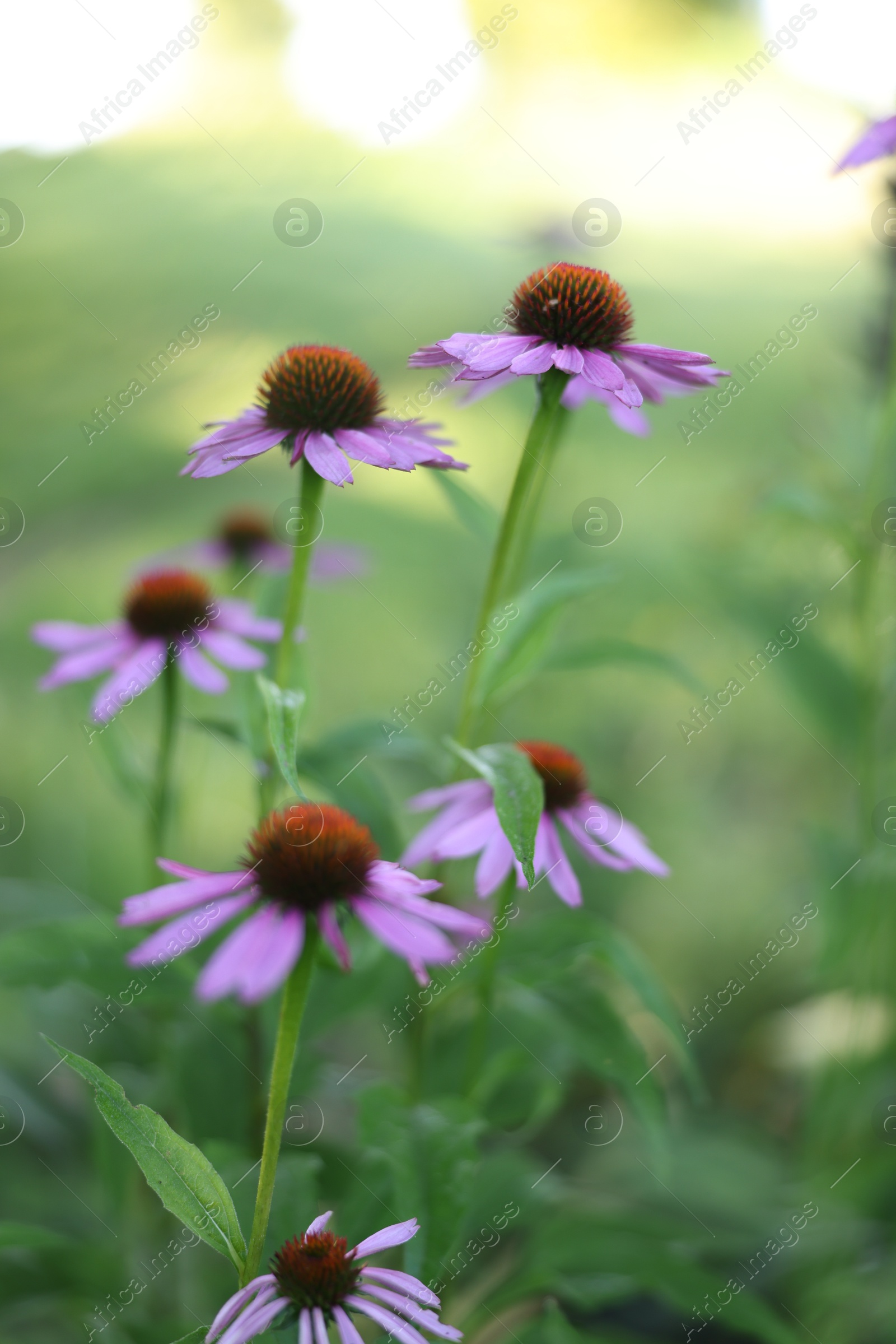 Beautiful pink Echinacea flowers blooming outdoors, closeup Photo of Beautiful pink Echinacea flowers blooming outdoors, closeup
