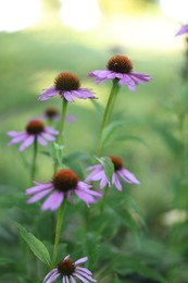Photo of Beautiful pink Echinacea flowers blooming outdoors, closeup