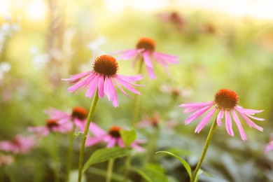 Photo of Beautiful pink Echinacea flowers blooming outdoors, closeup