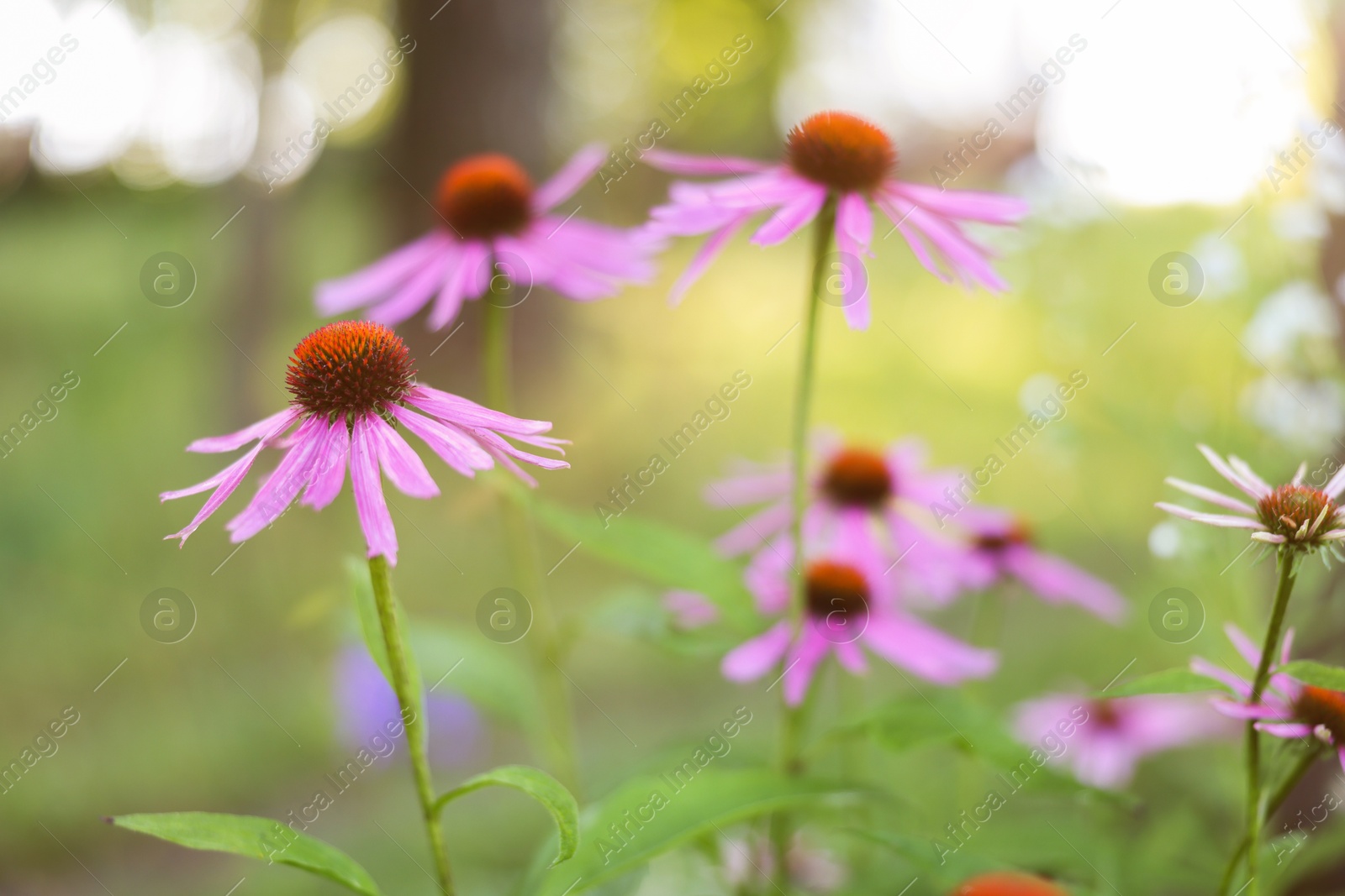 Beautiful pink Echinacea flowers blooming outdoors, closeup Photo of Beautiful pink Echinacea flowers blooming outdoors, closeup