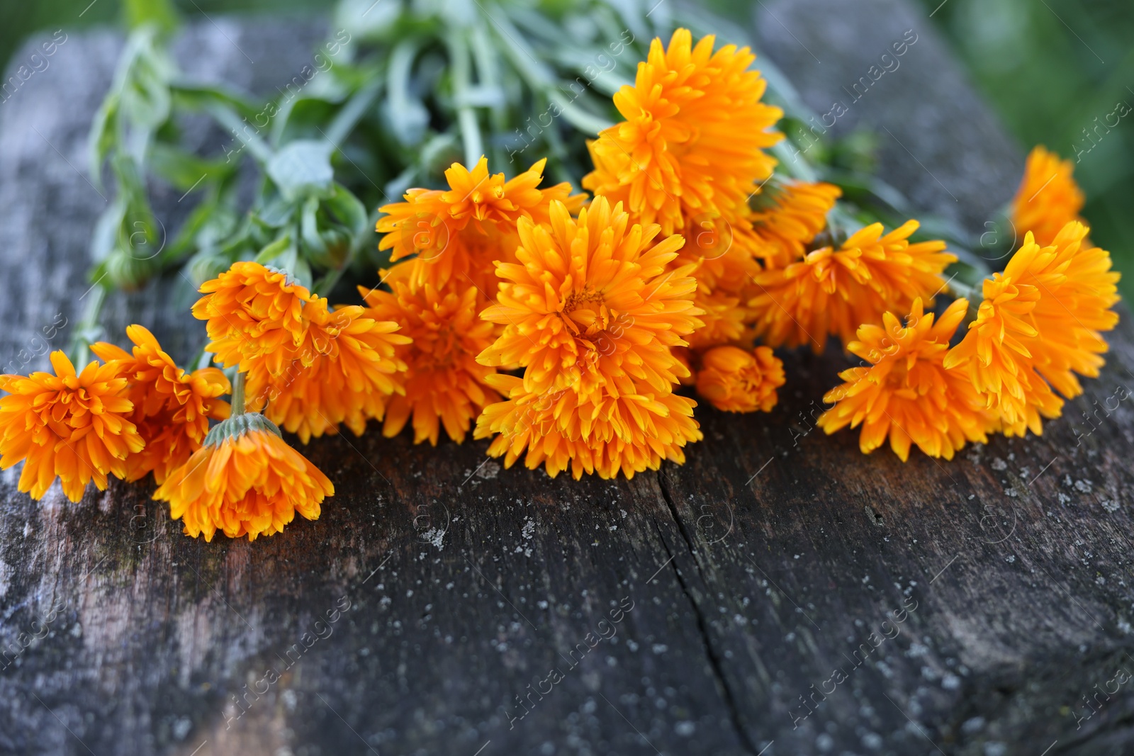 Photo of Beautiful orange Calendula flowers on wooden table outdoors, closeup
