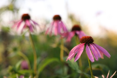 Photo of Beautiful pink Echinacea flowers blooming outdoors, closeup
