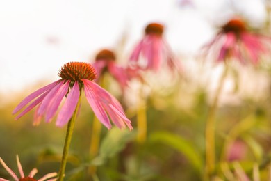 Photo of Beautiful pink Echinacea flowers blooming outdoors, closeup. Space for text