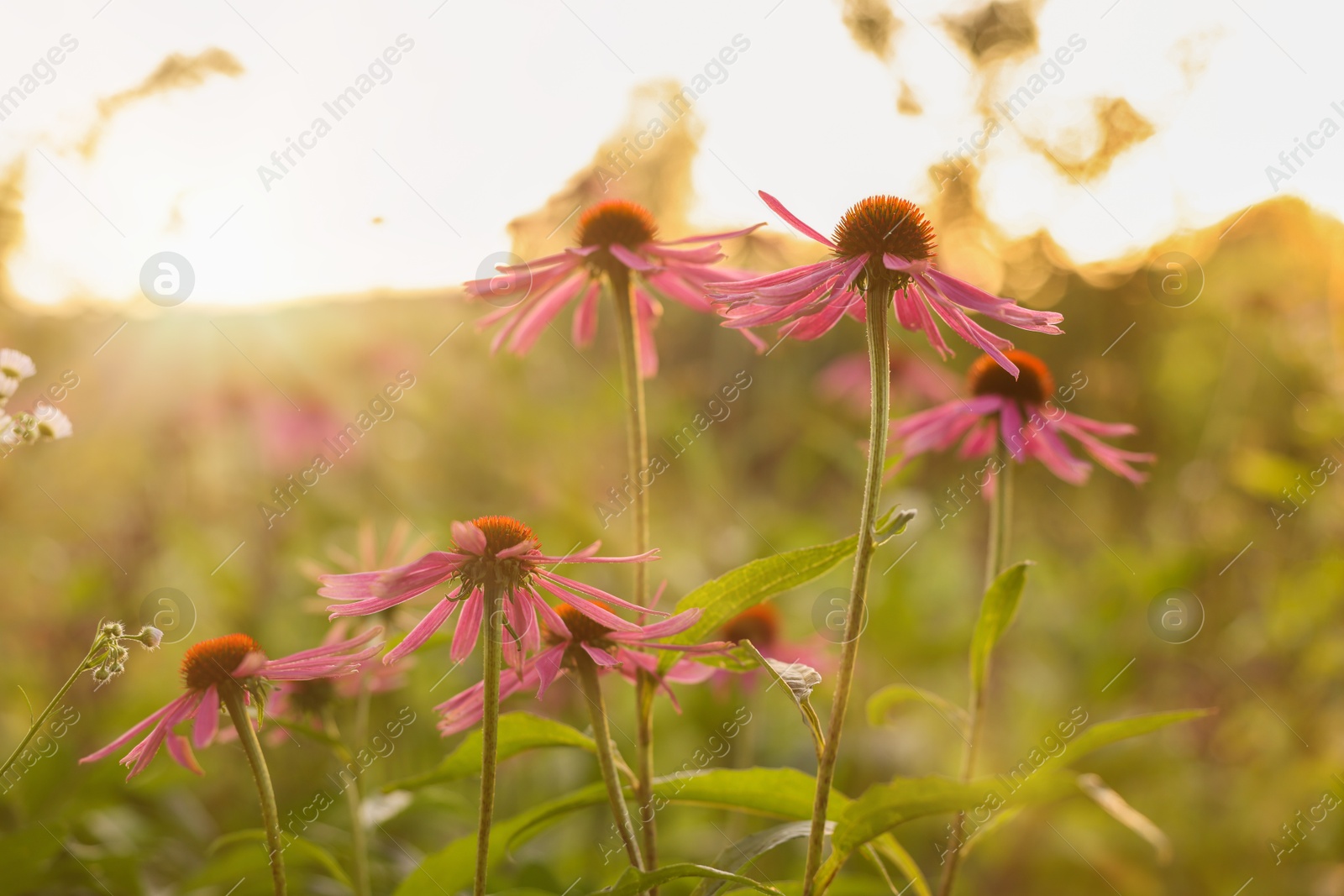 Beautiful pink Echinacea flowers blooming outdoors, closeup Photo of Beautiful pink Echinacea flowers blooming outdoors, closeup