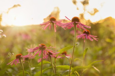 Photo of Beautiful pink Echinacea flowers blooming outdoors, closeup