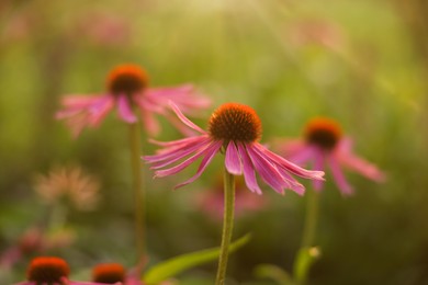 Photo of Beautiful pink Echinacea flowers blooming outdoors, closeup