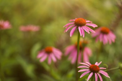 Photo of Beautiful pink Echinacea flowers blooming outdoors, closeup