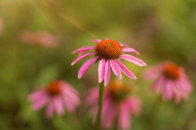 Photo of Beautiful pink Echinacea flowers blooming outdoors, closeup