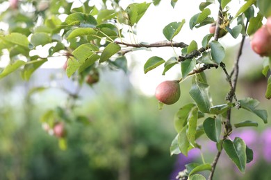 Photo of Pear tree branch with fruits in garden, closeup