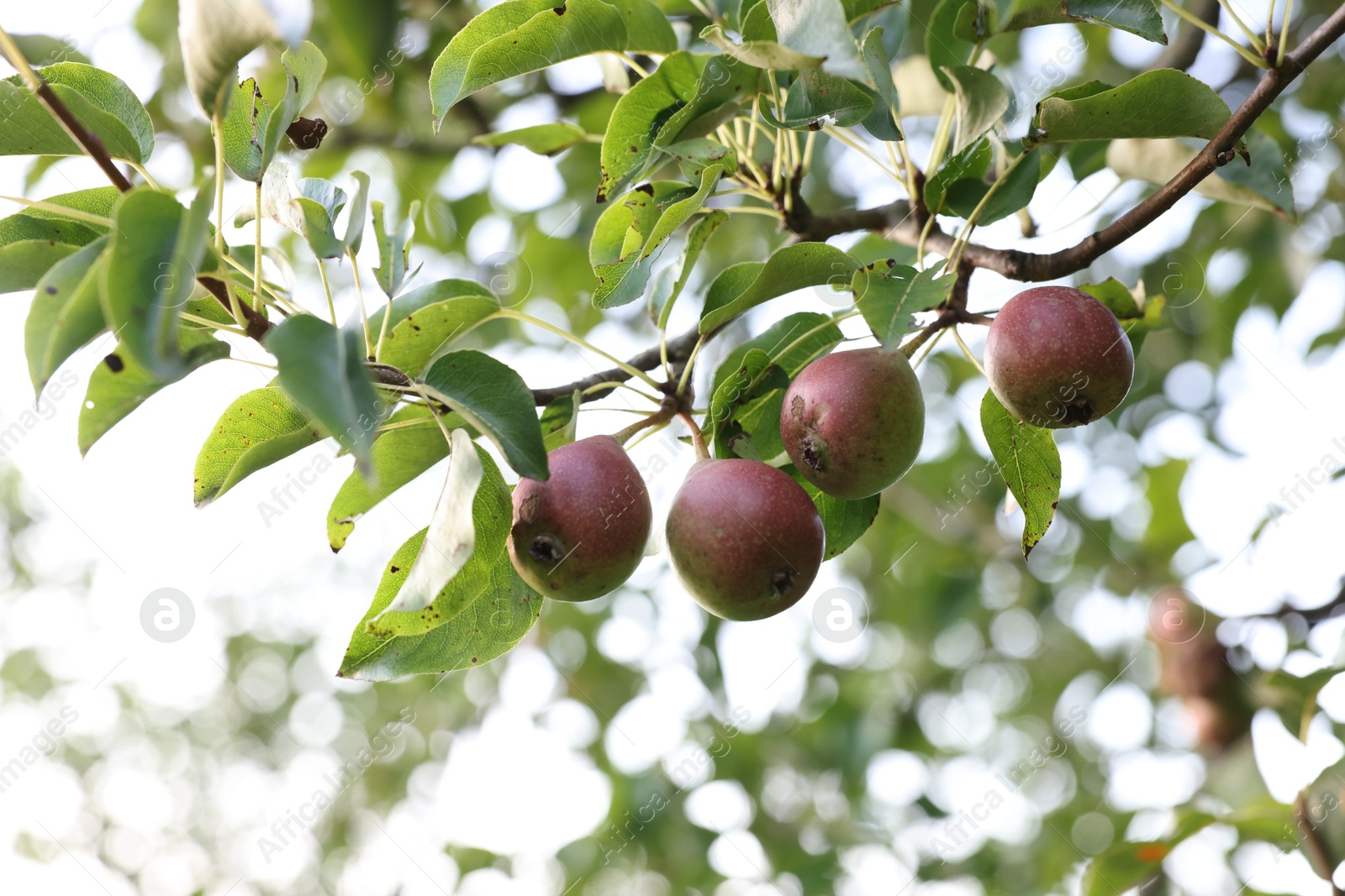 Pear tree branch with fruits in garden, closeup Photo of Pear tree branch with fruits in garden, closeup