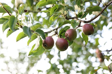 Photo of Pear tree branch with fruits in garden, closeup