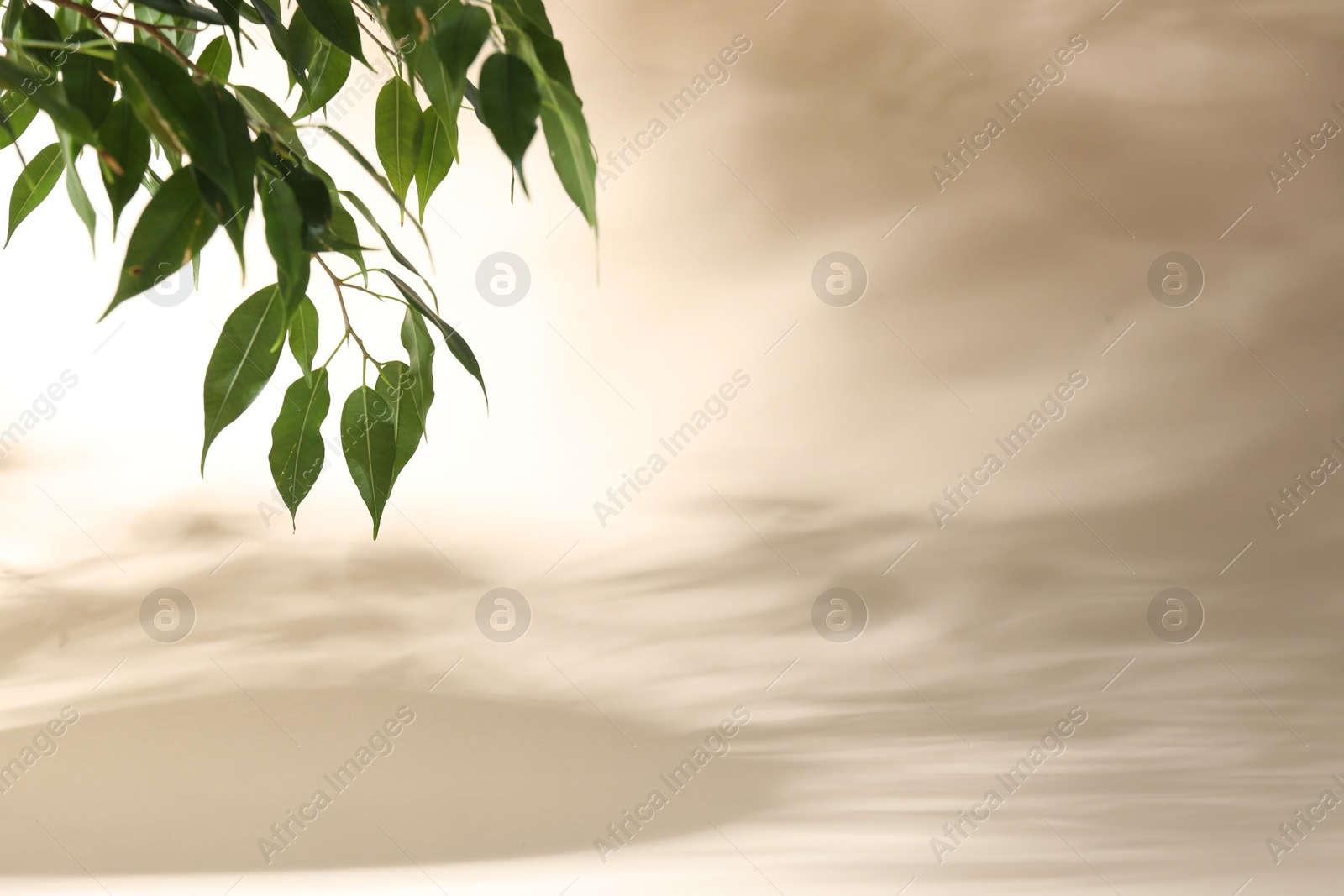 Promotion. Green leaves on beige background, space for text Photo of Promotion. Green leaves on beige background, space for text