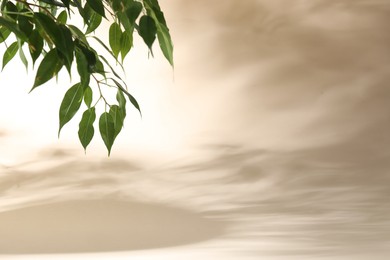 Photo of Promotion. Green leaves on beige background, space for text