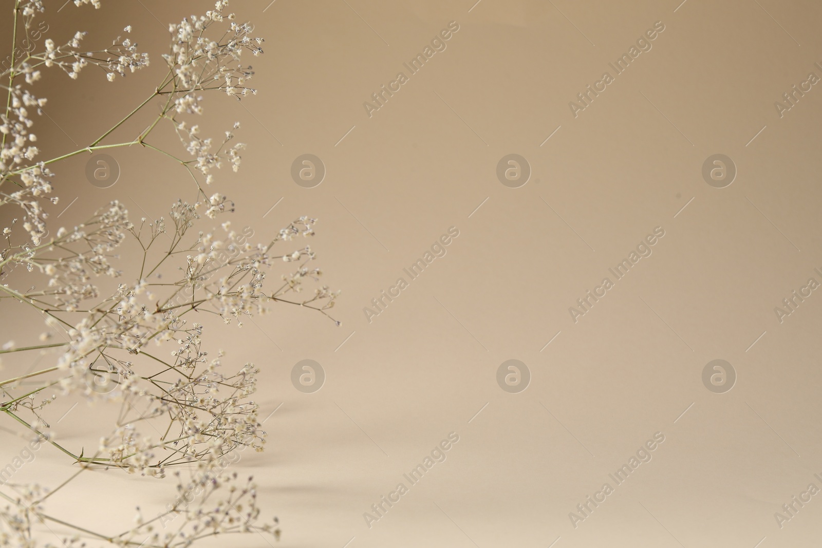Promotion. Beautiful gypsophila flowers on beige background, closeup. Space for text Photo of Promotion. Beautiful gypsophila flowers on beige background, closeup. Space for text