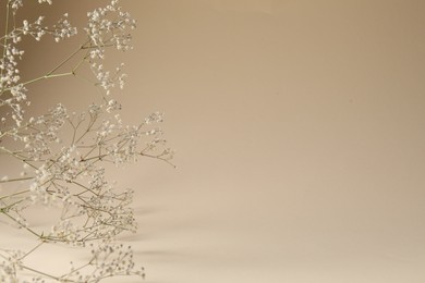 Photo of Promotion. Beautiful gypsophila flowers on beige background, closeup. Space for text