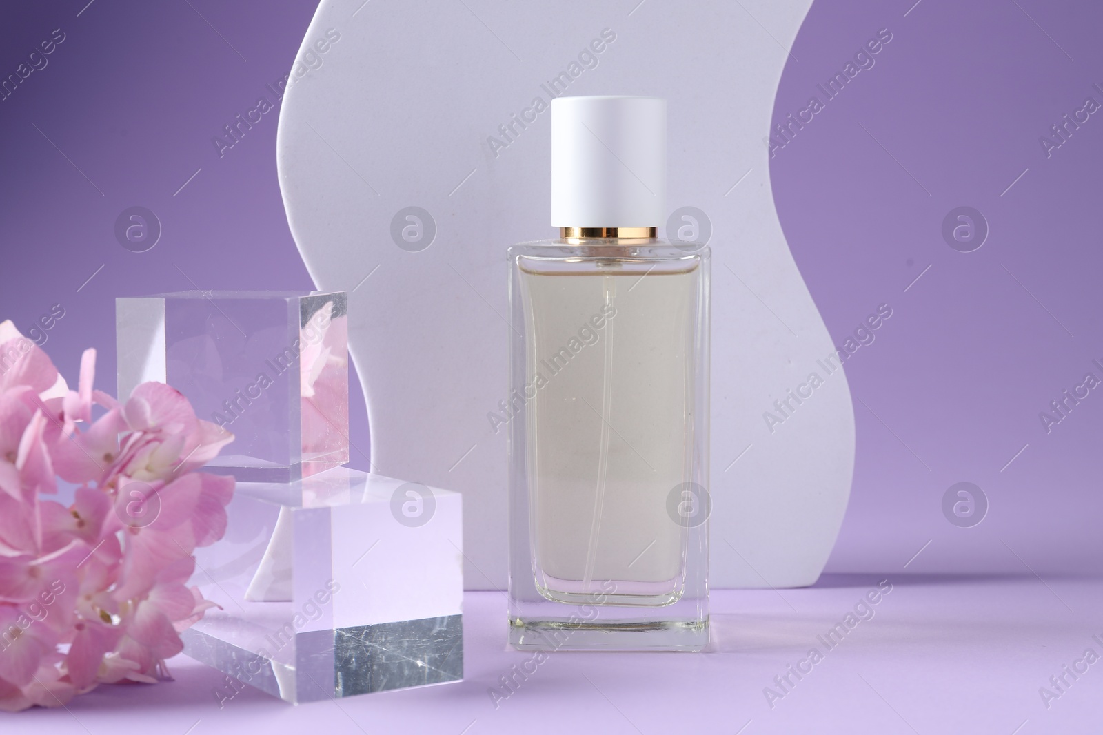 Promotion. Bottle of perfume, glass podium and hydrangea flowers on violet background Photo of Promotion. Bottle of perfume, glass podium and hydrangea flowers on violet background