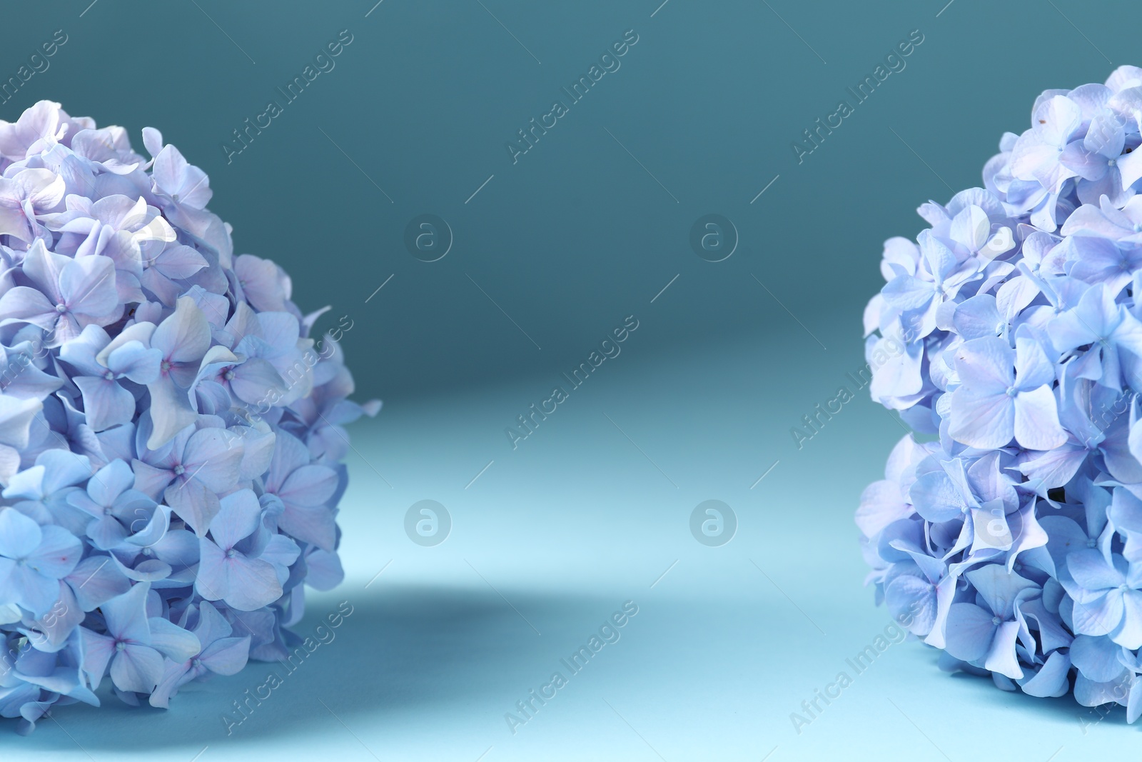 Promotion. Beautiful hydrangea flowers on light blue background, closeup. Space for text Photo of Promotion. Beautiful hydrangea flowers on light blue background, closeup. Space for text