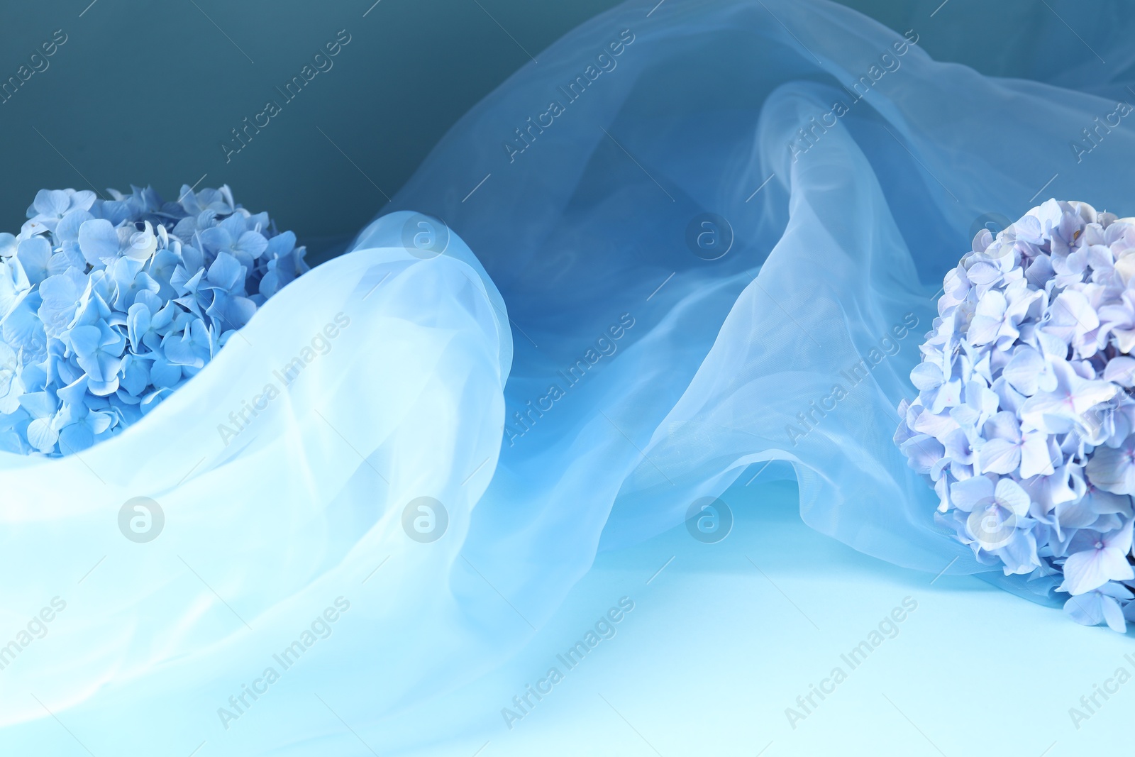 Promotion. Beautiful hydrangea flowers and tulle cloth on light blue background, closeup Photo of Promotion. Beautiful hydrangea flowers and tulle cloth on light blue background, closeup