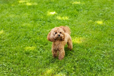 Photo of Cute little dog standing on green grass outdoors