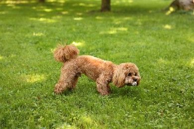 Photo of Cute little dog walking on green grass outdoors