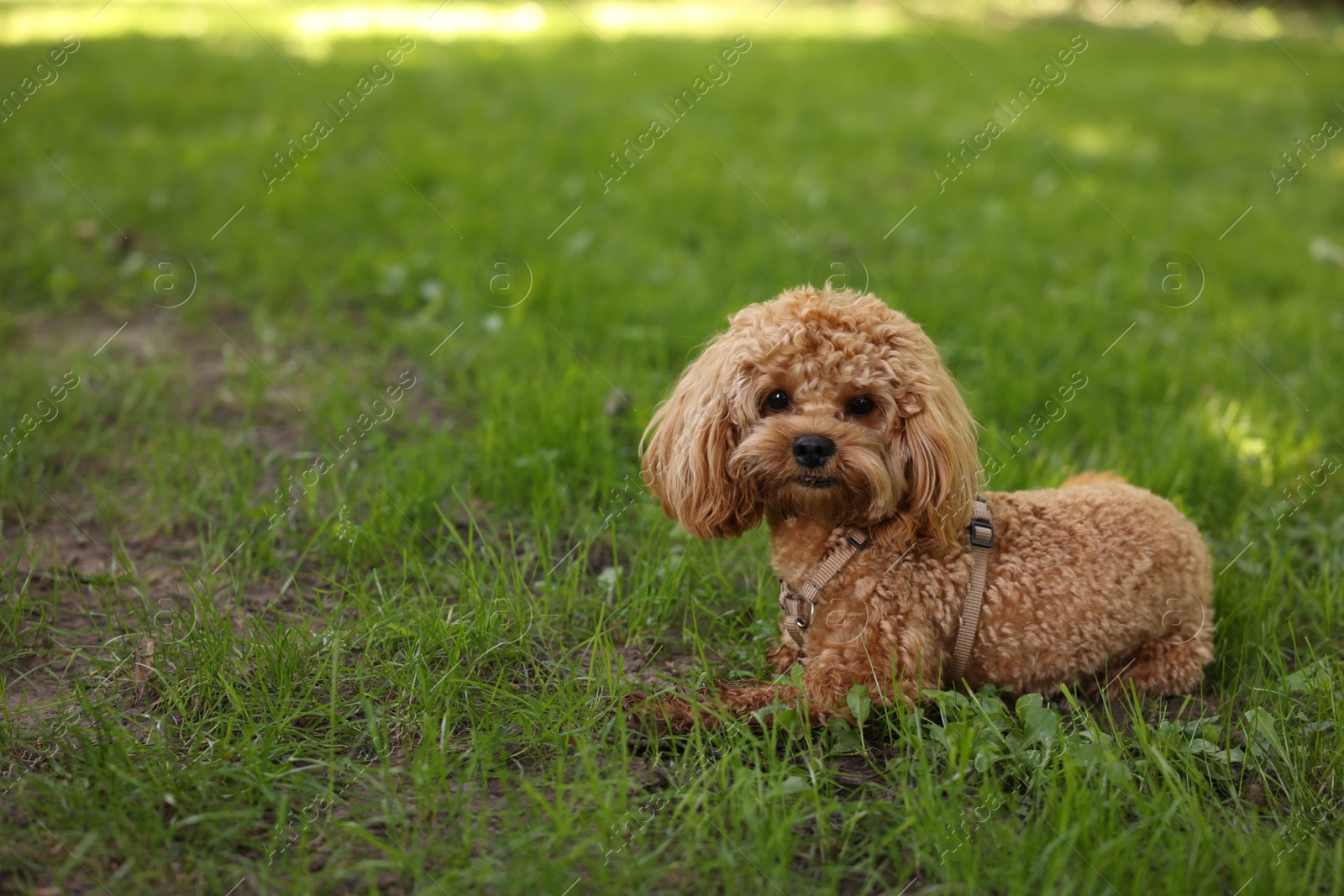 Cute little dog lying on green grass outdoors. Space for text Photo of Cute little dog lying on green grass outdoors. Space for text