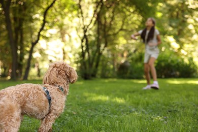 Photo of Little dog and girl in morning park, selective focus