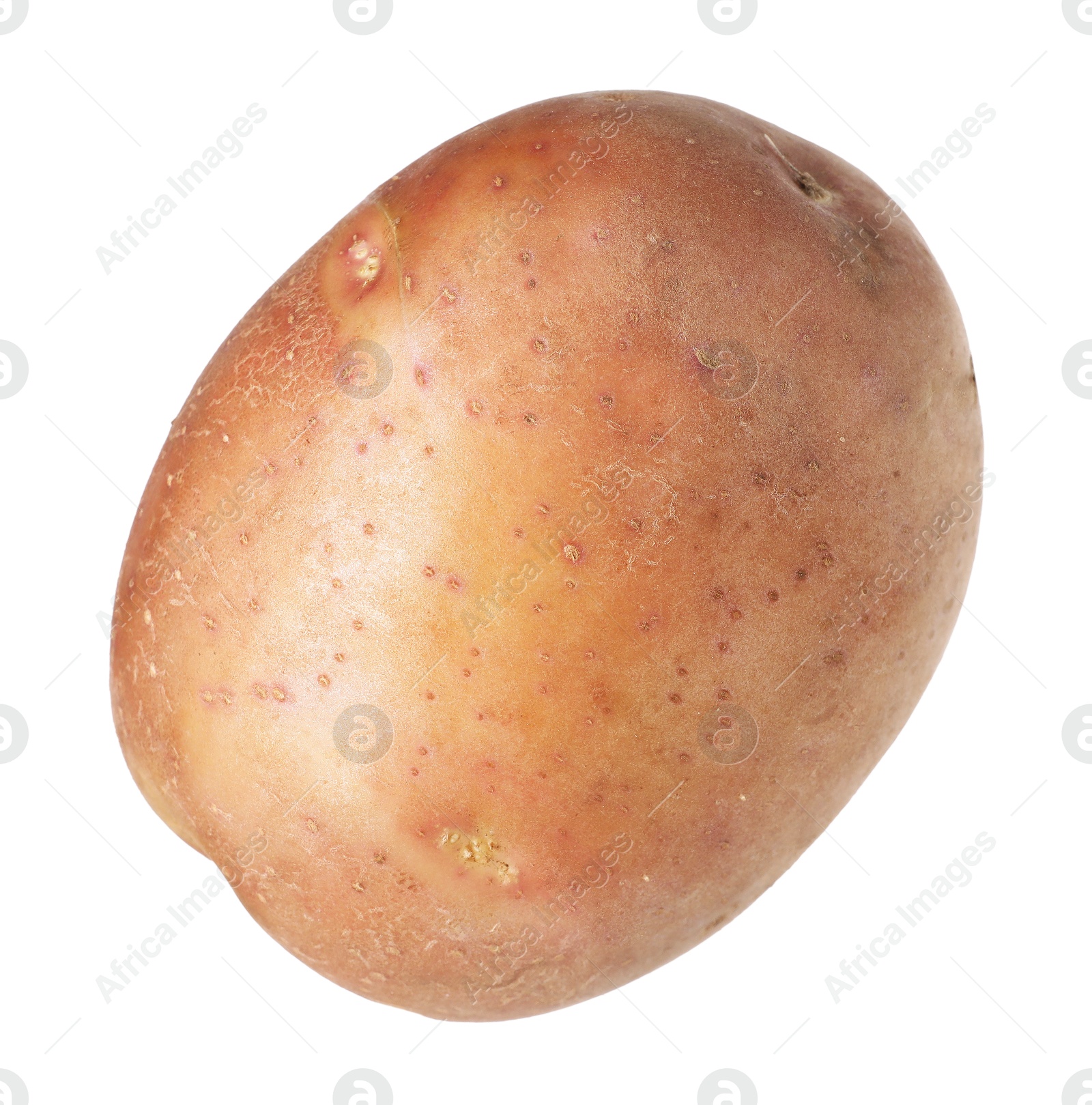 One whole ripe potato isolated on white Photo of One whole ripe potato isolated on white