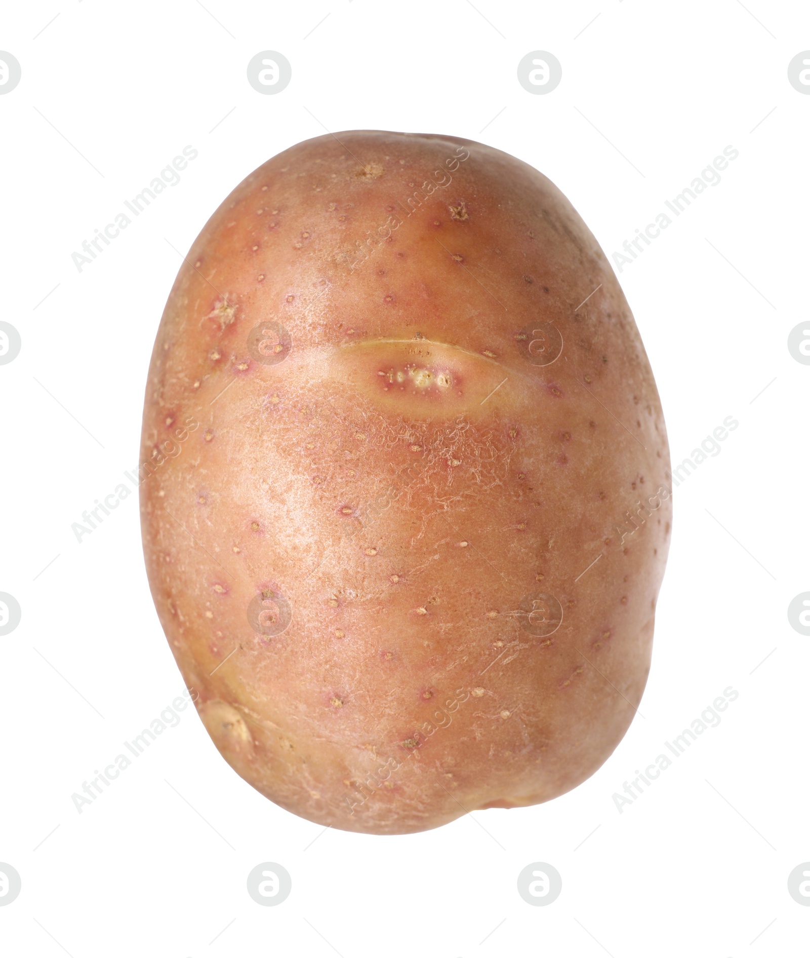 One whole ripe potato isolated on white Photo of One whole ripe potato isolated on white