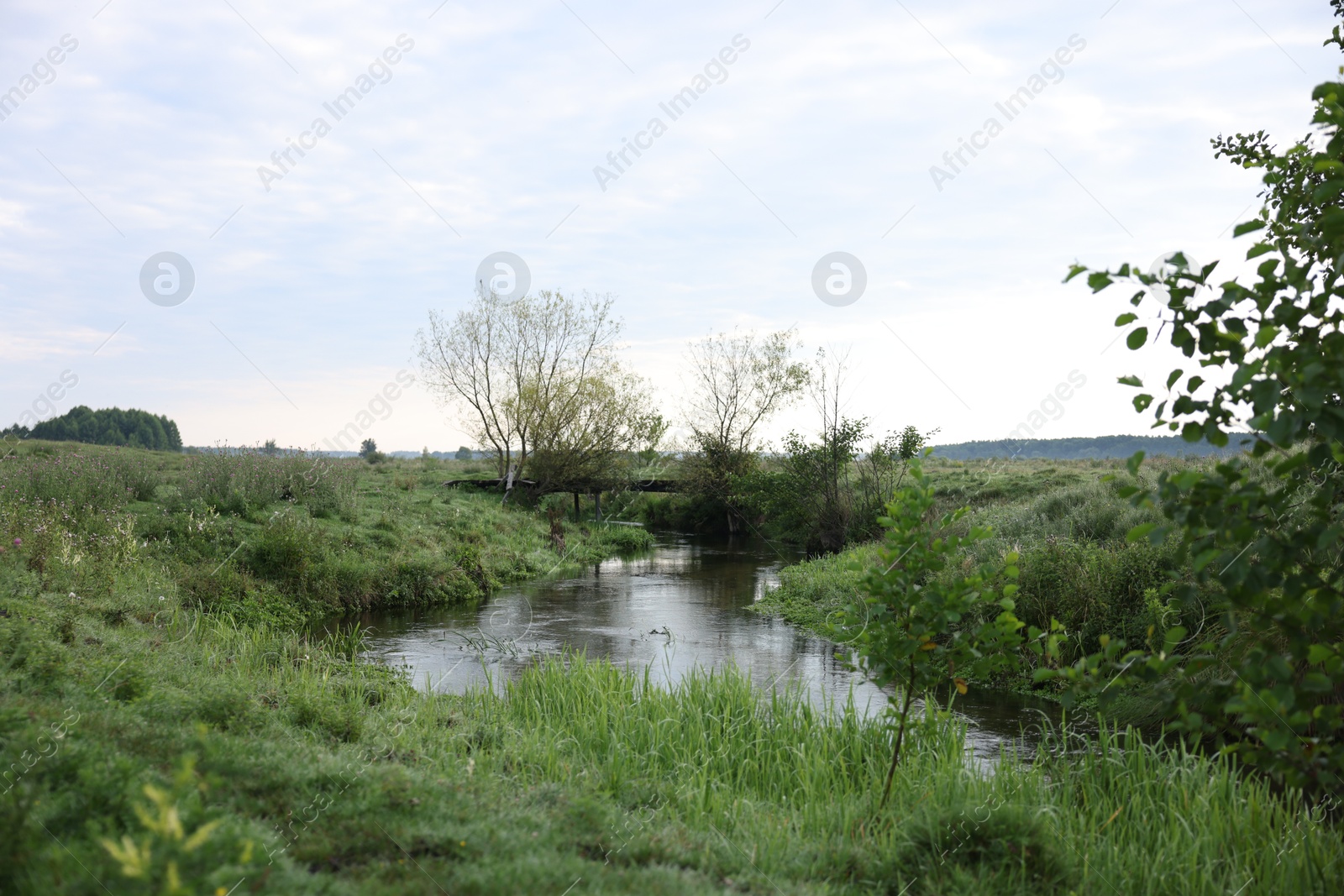 Photo of Green grass and trees growing alongside river in countryside