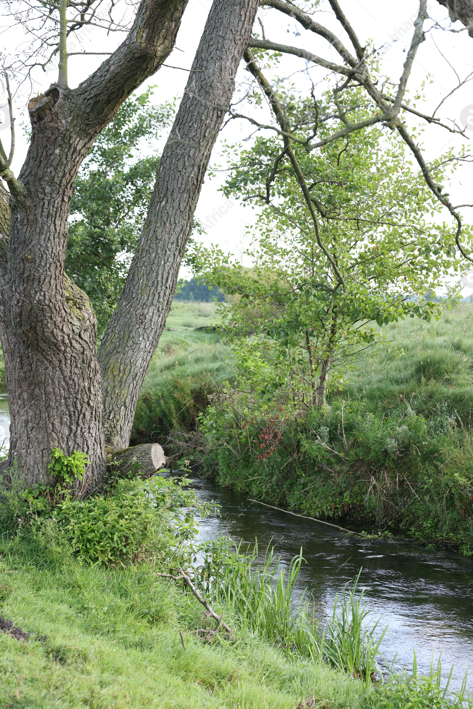 Photo of Green grass and trees growing alongside river in countryside