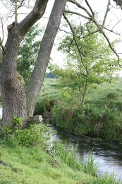 Photo of Green grass and trees growing alongside river in countryside