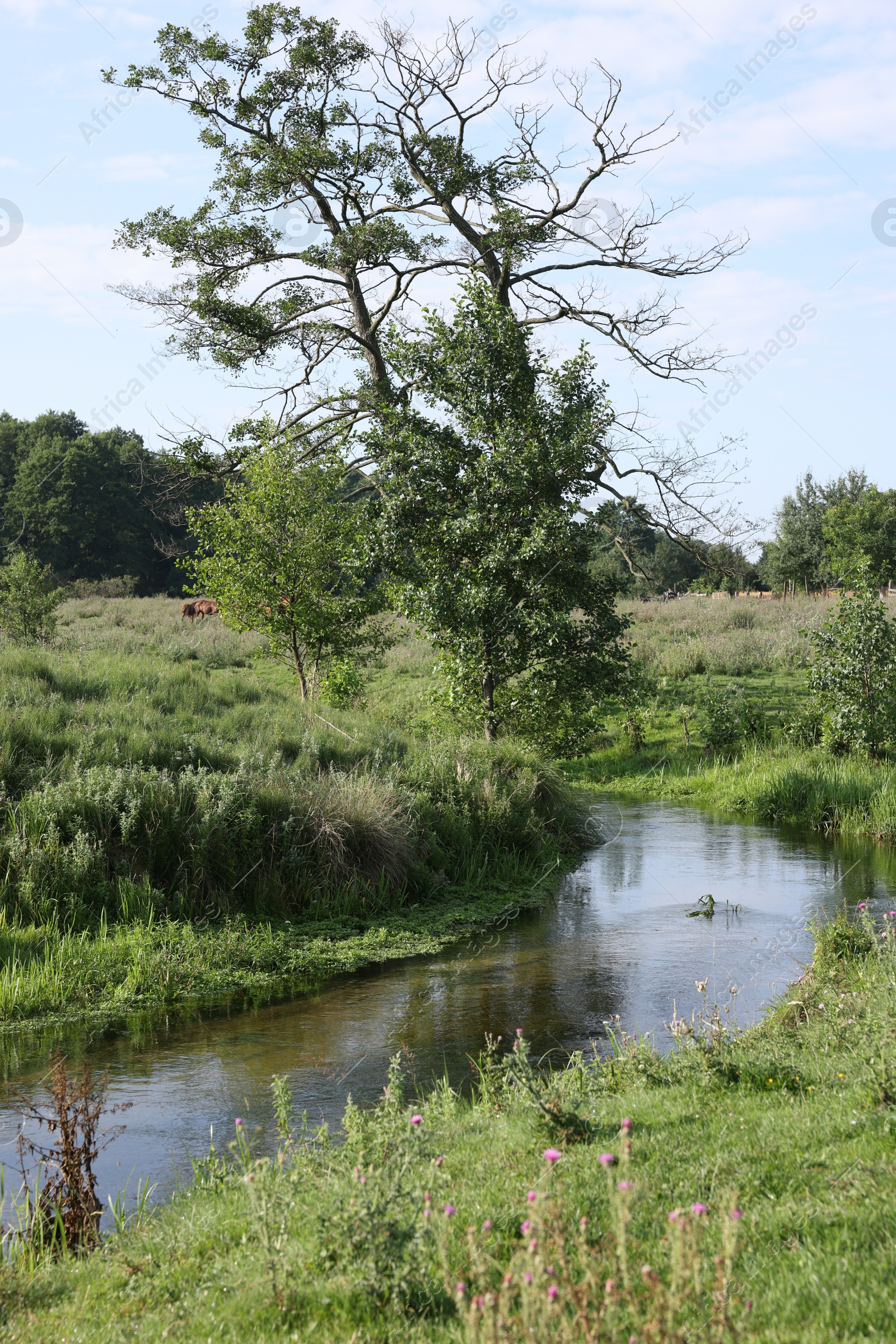 Photo of Green grass and trees growing alongside river in countryside