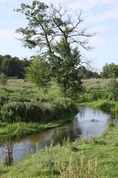 Photo of Green grass and trees growing alongside river in countryside