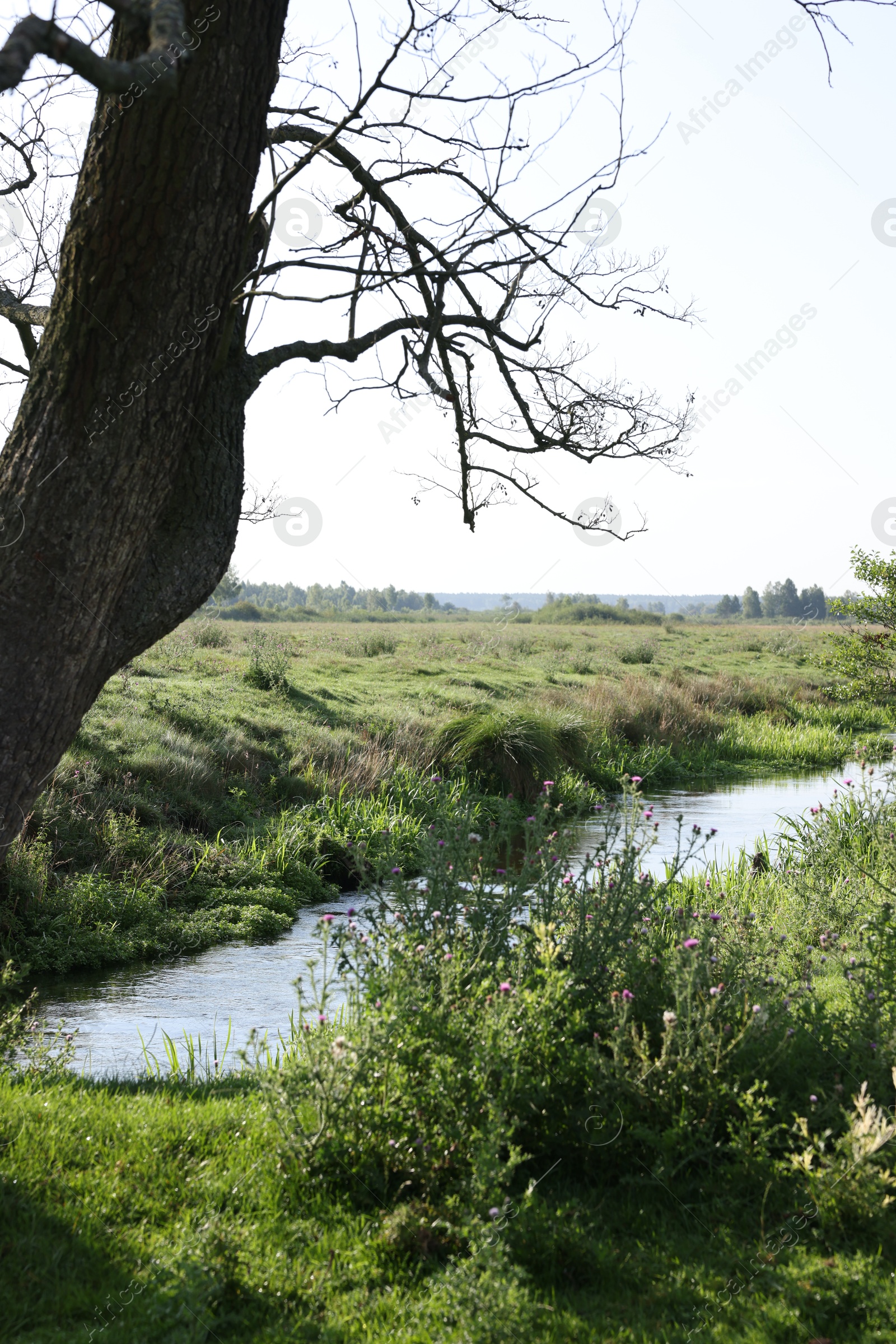 Photo of Green grass and trees growing alongside river in countryside