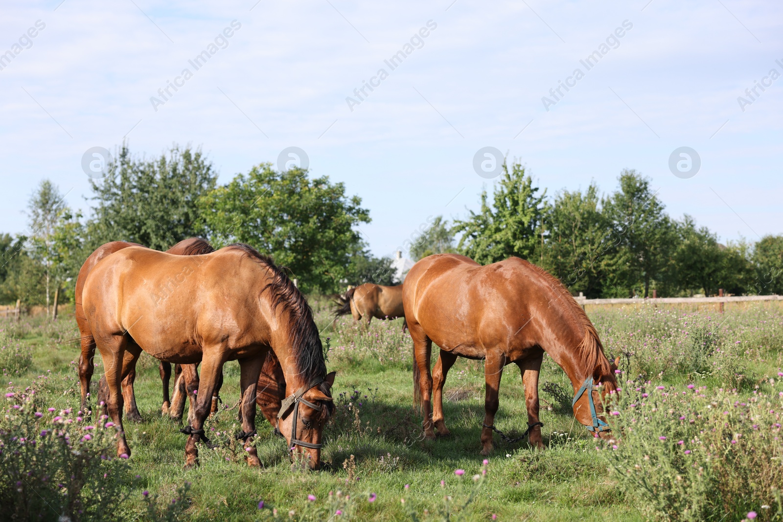 Beautiful horses grazing in meadow on sunny day Photo of Beautiful horses grazing in meadow on sunny day