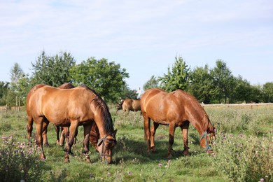 Photo of Beautiful horses grazing in meadow on sunny day